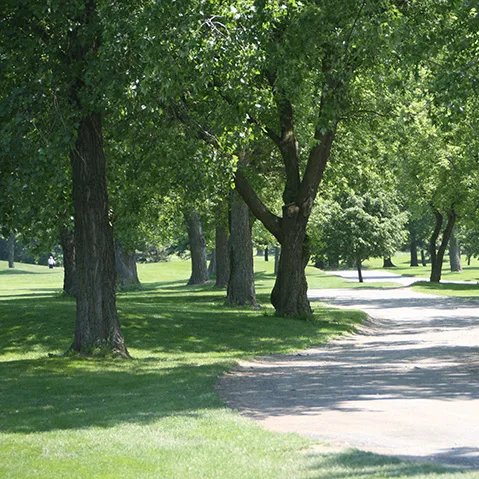 ALLÉE-ARBRES-VERTS_8287